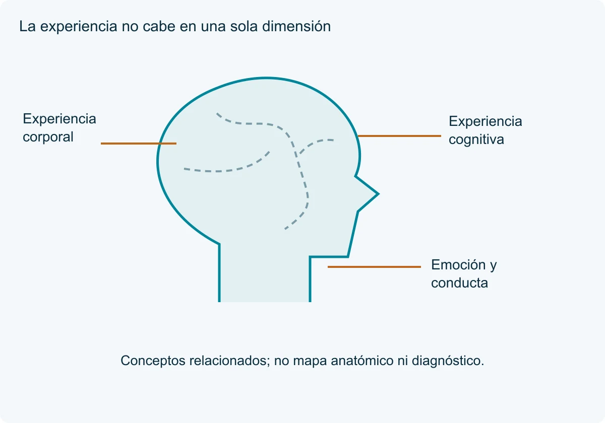 Una silueta esquemática con trazos discontinuos conecta experiencia corporal, cognitiva y emocional sin señalar áreas cerebrales.